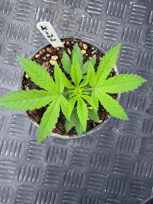King’s 🎂. Week 3