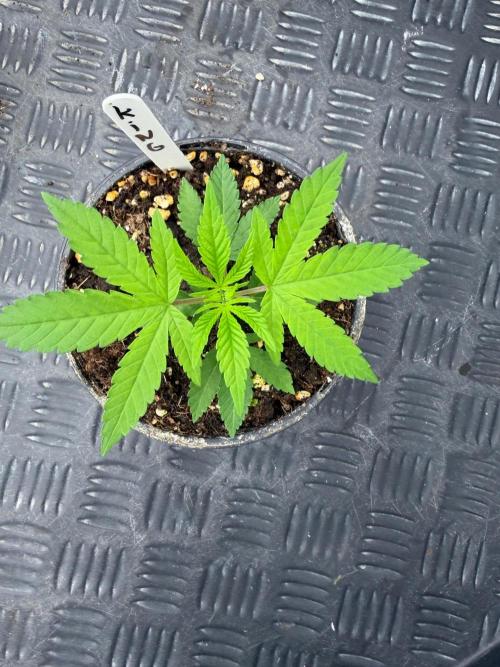 King’s Tart. Week 3