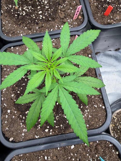 Caribbean ๐ธ๐ฝ. Week 4