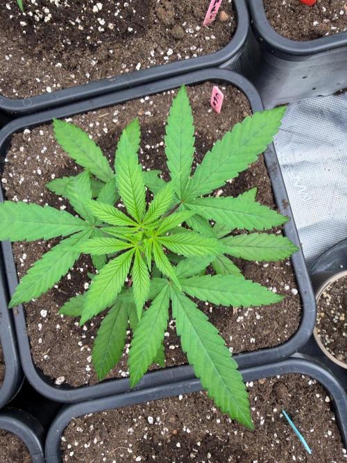 Caribbean ๐ธ๐ฝ. Week 4