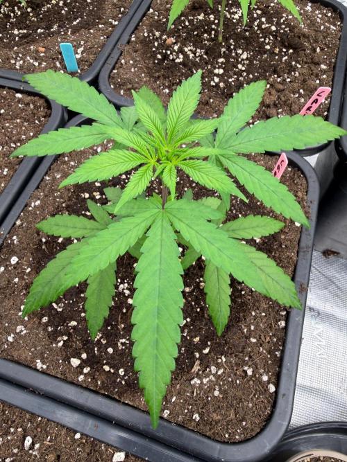 Caribbean ๐ธ๐ฝ. Week 4
