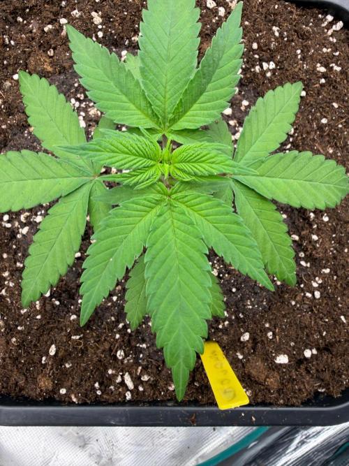 Hokuzan 🏔️. Week 4