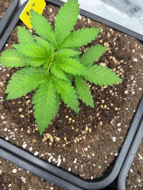 Melonade 🍈. Week 4