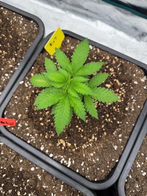 Melonade 🍈. Week 4