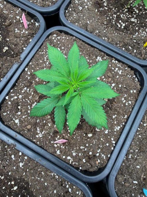 Bubble G 🍦. Week 4