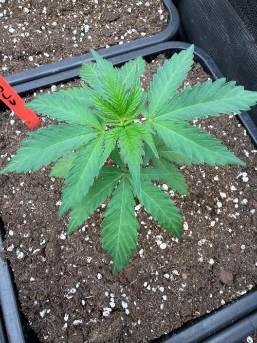 CrescendO #2 x Marshmallow OG. Week 4
