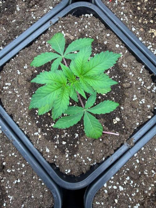Golden Peach 🍑. Week 4