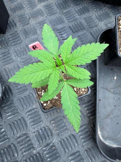 Lychee ㊗️. Week 2