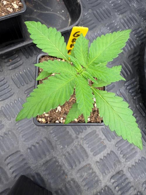 Magic Guava 🍐🍓. Week 2