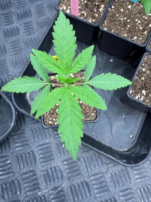 Ocean Fruit. Week 2