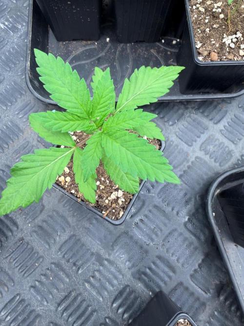 Blueberry x ocean fruit. Week 2