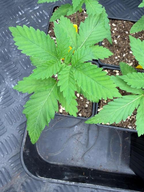 Strawberry Truffle S1. Week 2