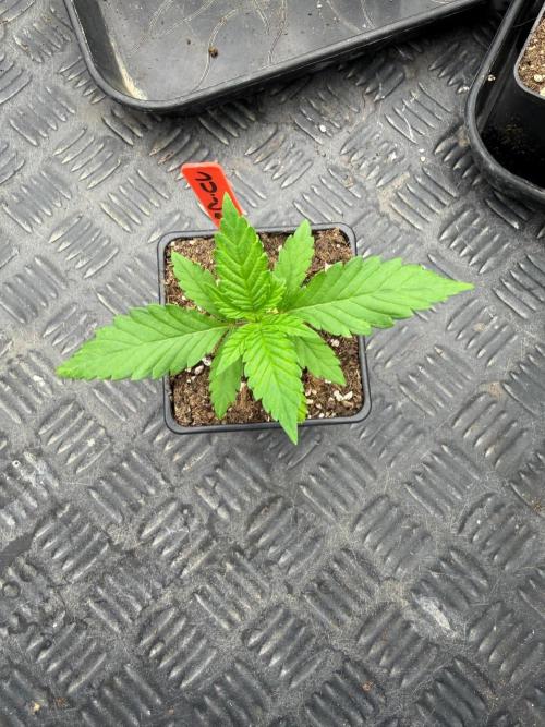 Kings Juice. Week 2
