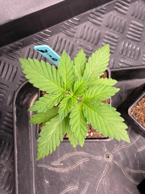 Queen of frost 👸. Week 2