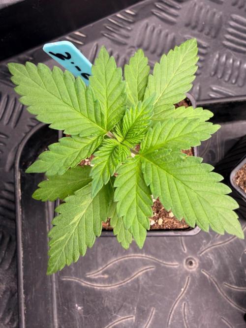 White Widow. Week 2