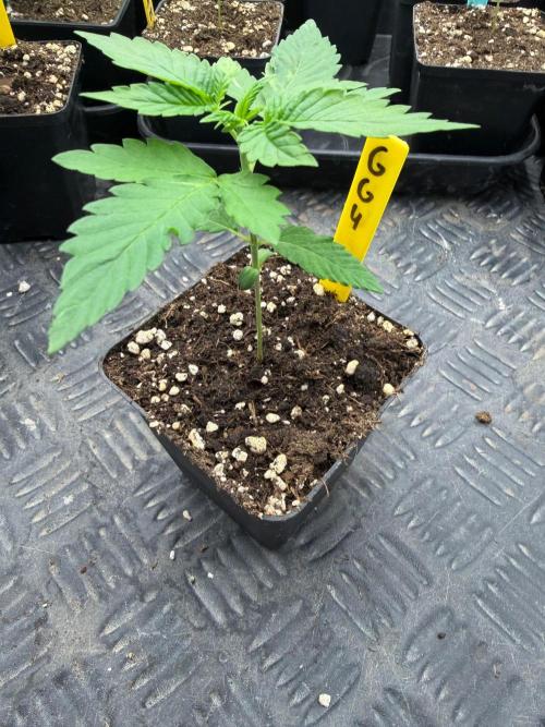 GG4 x Red Pop 🇺🇸. Week 2