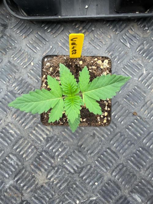 La Bomba x Cherry Crush. Week 2