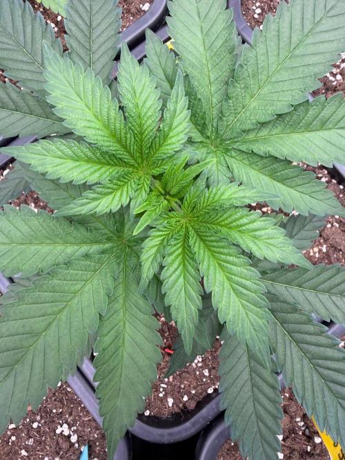 Melonade 🍈. Week 5