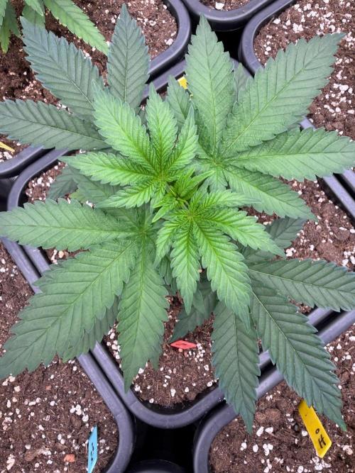 Melonade 🍈. Week 5