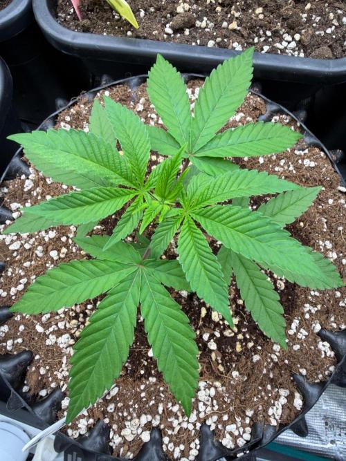 King’s Tart. Week 4