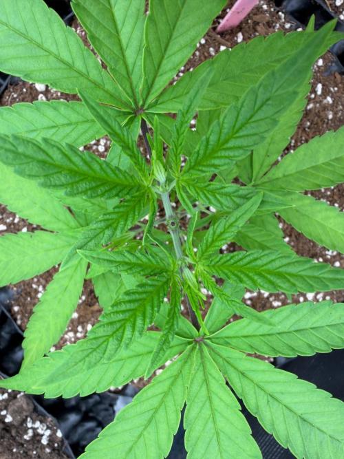 Caribbean Queen (aka Pure Sativa). Week 5