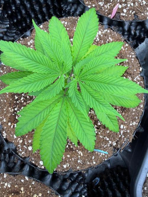 Shishka 🍋🥤. Week 5