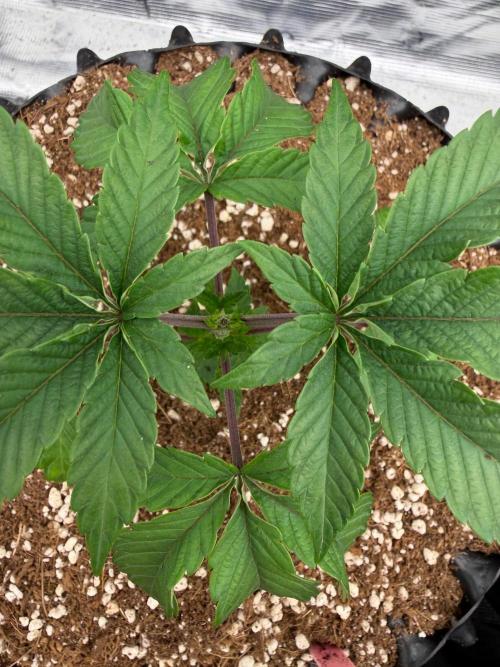 Golden Peach 🍑. Week 5
