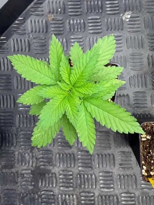 Lychee ㊗️. Week 3