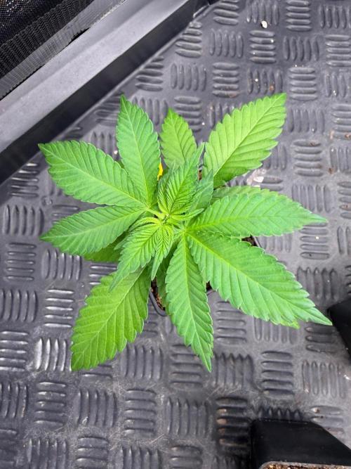 Magic Guava 🍐🍓. Week 3