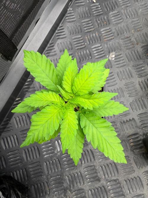 Strawberry 🍓. Week 3