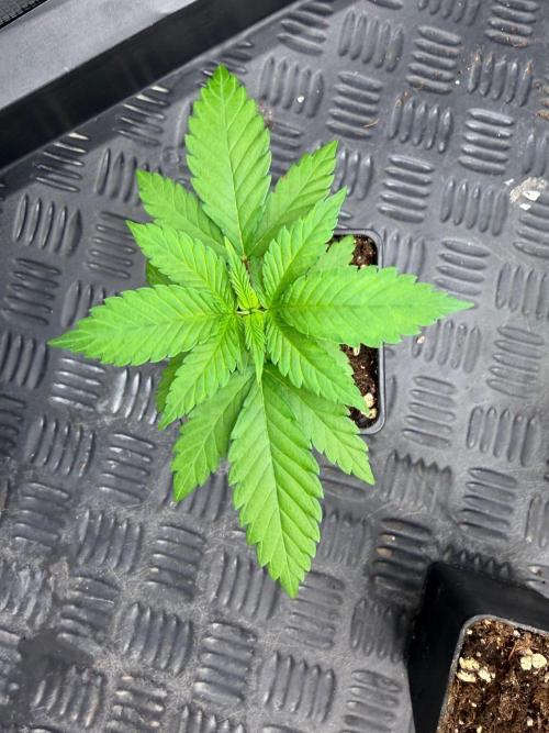 🍓🍪 x 🍋🍒. Week 3