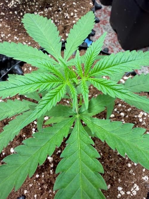 Royal Cut 👑. Week 3