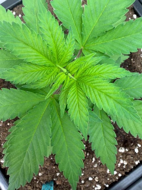Queen of frost 👸. Week 3
