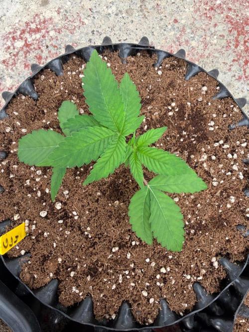 GG4 x Red Pop 🇺🇸. Week 3
