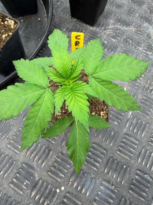 La Bomba x Cherry Crush. Week 3