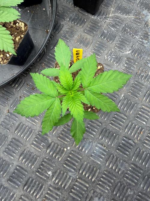 La Bomba x Cherry Crush. Week 3