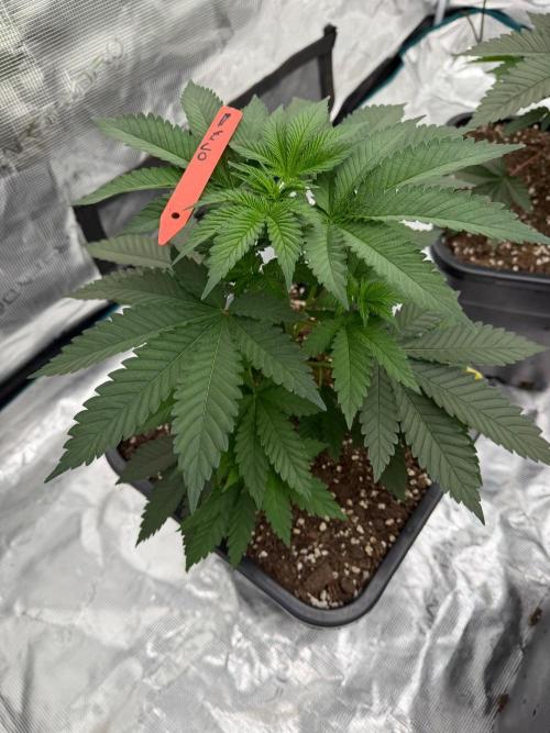 Melonade 🍈. Week 6