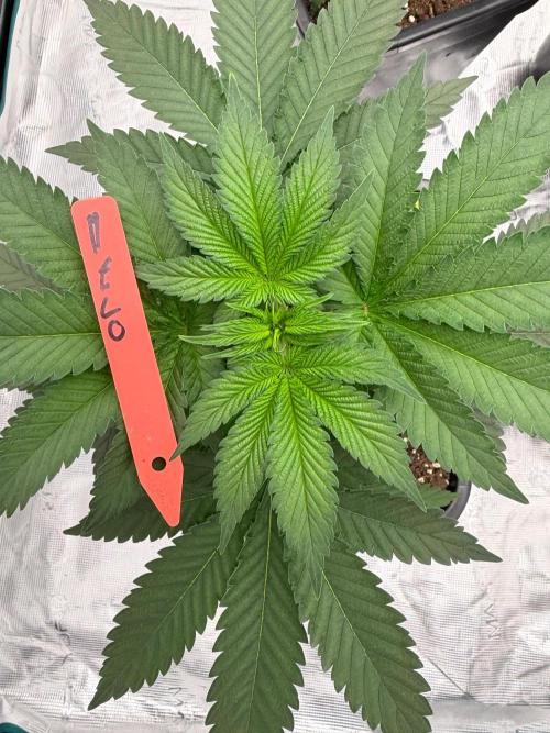 Melonade 🍈. Week 6