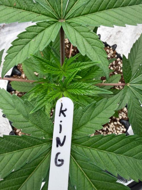 King’s 🎂. Week 5
