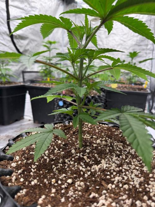 King’s 🎂. Week 5