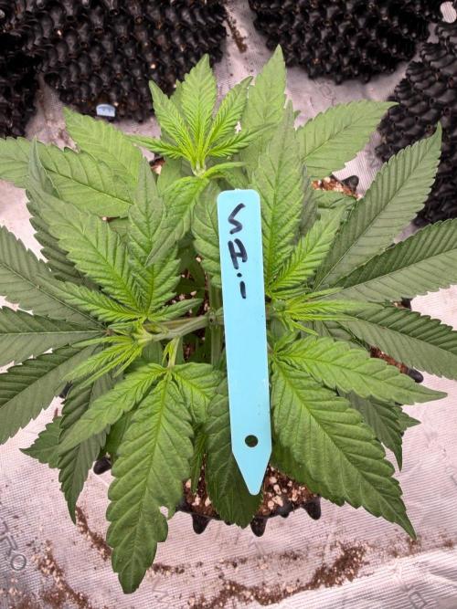 Shishka 🍋🥤. Week 6