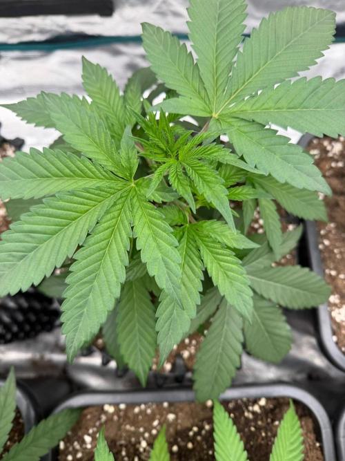 Bubble G 🍦. Week 6