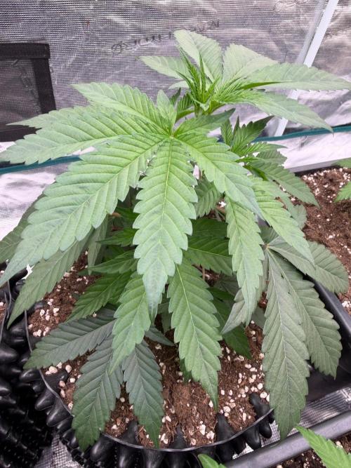 Bubblegum Gelato. Week 6