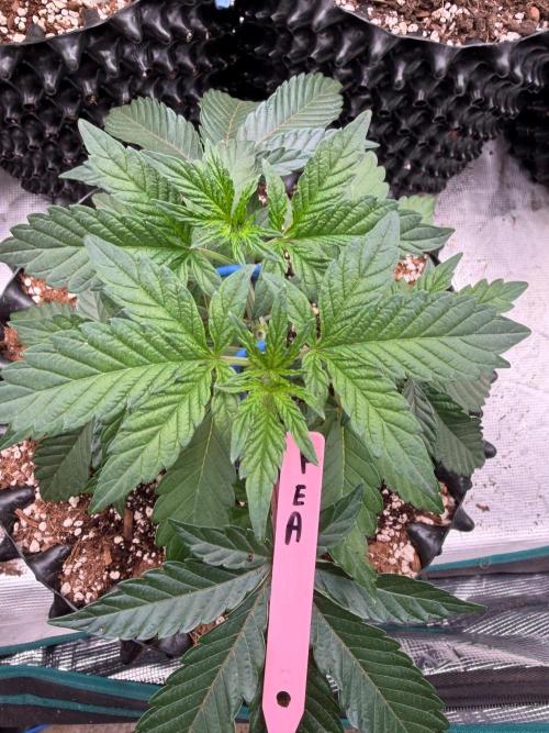 Golden Peach 🍑. Week 6