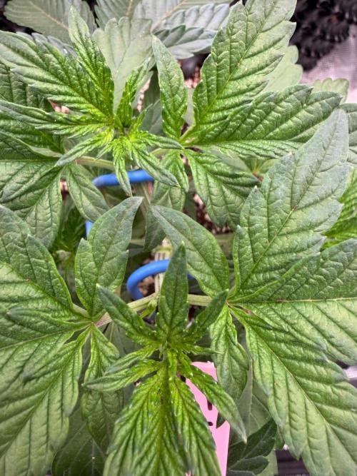 Golden Peach 🍑. Week 6