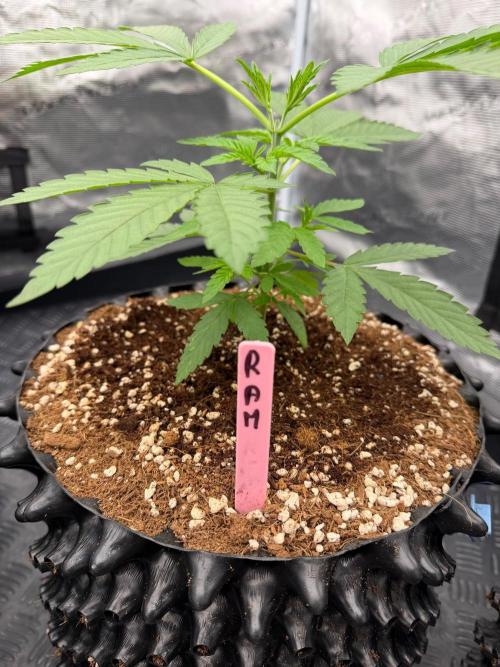 Lychee ㊗️. Week 4