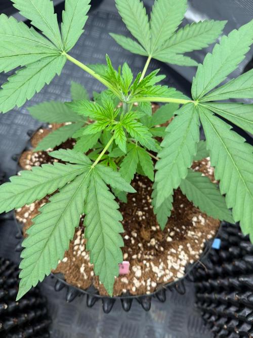 Lychee ㊗️. Week 4