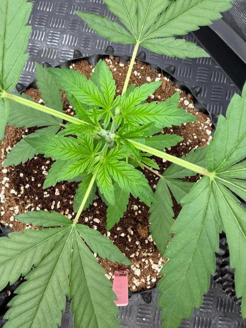 Lychee ㊗️. Week 4