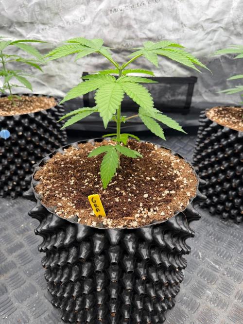 Magic Guava 🍐🍓. Week 4