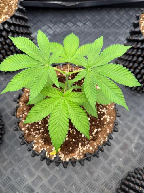 Magic Guava 🍐🍓. Week 4